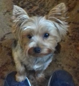 molly